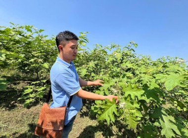 กลุ่มส่งเสริมสหกรณ์ 2 ลงพื้นที่อำเภอเด่นชัย ... พารามิเตอร์รูปภาพ 6