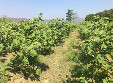 กลุ่มส่งเสริมสหกรณ์ 2 ลงพื้นที่อำเภอเด่นชัย ... พารามิเตอร์รูปภาพ 5