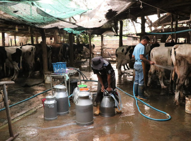 ลงพื้นที่ร่วมกับหน่วยงานสังกัดกระทรวงเกษตรและสหกรณ์ในจังหวัดแพร่ เพื่อตรวจสอบปริมาณน้ำนมโคทั้งระบบที่แท้จริง ของฟาร์มเกษตรกรและวิสาหกิจชุมชนในพื้นที่อำเภอเมืองแพร่ ... พารามิเตอร์รูปภาพ 5