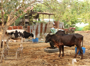 ลงพื้นที่ร่วมกับหน่วยงานสังกัดกระทรวงเกษตรและสหกรณ์ในจังหวัดแพร่ เพื่อตรวจสอบปริมาณน้ำนมโคทั้งระบบที่แท้จริง ของฟาร์มเกษตรกรและวิสาหกิจชุมชนในพื้นที่อำเภอเมืองแพร่ ... พารามิเตอร์รูปภาพ 9