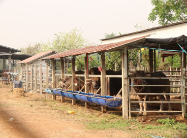 ลงพื้นที่ร่วมกับหน่วยงานสังกัดกระทรวงเกษตรและสหกรณ์ในจังหวัดแพร่ เพื่อตรวจสอบปริมาณน้ำนมโคทั้งระบบที่แท้จริง ของฟาร์มเกษตรกรและวิสาหกิจชุมชนในพื้นที่อำเภอเมืองแพร่ ... พารามิเตอร์รูปภาพ 4