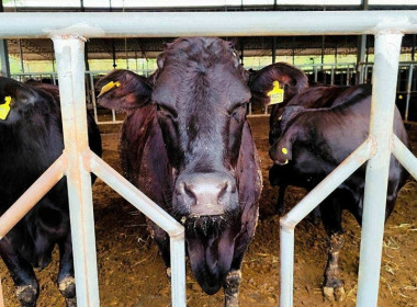 ลงพื้นที่เก็บข้อมูลประกอบการวิเคราะห์คำขอกู้เงินกองทุนปรับโครงสร้างการผลิตภาคเกษตรเพื่อเพิ่มขีดความสามารถการแข่งขันของประเทศ (FTA) ของสหกรณ์การเกษตรวังชิ้น จำกัด ... พารามิเตอร์รูปภาพ 22