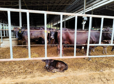 ลงพื้นที่เก็บข้อมูลประกอบการวิเคราะห์คำขอกู้เงินกองทุนปรับโครงสร้างการผลิตภาคเกษตรเพื่อเพิ่มขีดความสามารถการแข่งขันของประเทศ (FTA) ของสหกรณ์การเกษตรวังชิ้น จำกัด ... พารามิเตอร์รูปภาพ 5