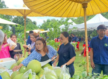 ร่วมงานประชาสัมพันธ์ส้มโอขาวน้ำผึ้ง ... พารามิเตอร์รูปภาพ 5
