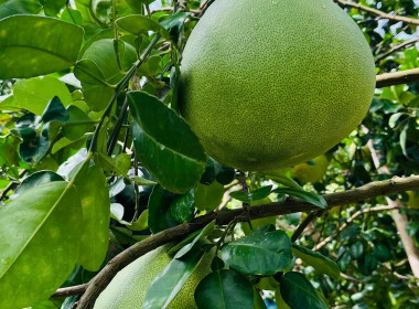 ร่วมงานประชาสัมพันธ์ส้มโอขาวน้ำผึ้ง ... พารามิเตอร์รูปภาพ 7