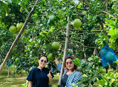 ร่วมงานประชาสัมพันธ์ส้มโอขาวน้ำผึ้ง ... พารามิเตอร์รูปภาพ 8