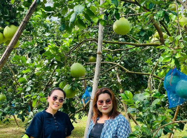 ร่วมงานประชาสัมพันธ์ส้มโอขาวน้ำผึ้ง ... พารามิเตอร์รูปภาพ 3