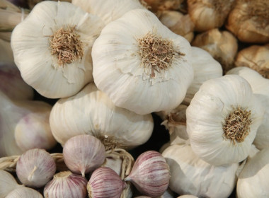 ร่วมสนับสนุนและช่วยเหลือการกระจายกระเทียม พารามิเตอร์รูปภาพ 7