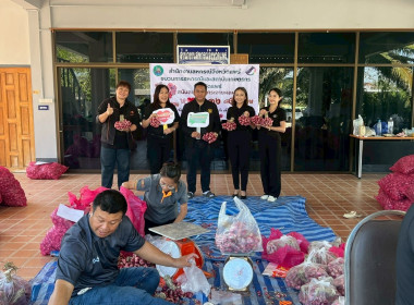 รับมอบและกระจายหอมแดงจากเกษตรกรผู้ปลูกหอมแดง ... พารามิเตอร์รูปภาพ 7