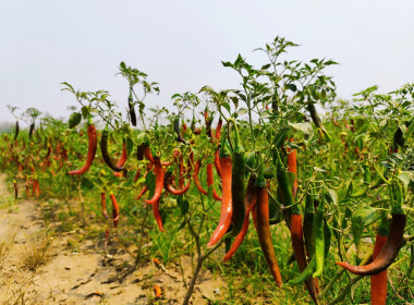 ลงพื้นที่ติดตามการใช้เงินกู้กองทุนพัฒนาสหกรณ์ ... พารามิเตอร์รูปภาพ 8