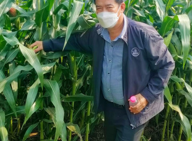 ติดตามการดำเนินงานตามโครงการระบบส่งเสริมกษตรแบบแปลงใหญ่ พารามิเตอร์รูปภาพ 13