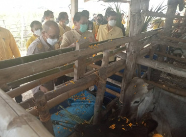 โครงการประชารัฐพัฒนาอาชีพการเลี้ยงโคเนื้อ ... พารามิเตอร์รูปภาพ 6