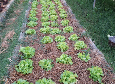 โครงการประชุมคณะกรรมการคัดเลือกสหกรณ์/กลุ่มเกษตรกรที่มีผลงานดีเด่นในการดำเนินการขับเคลื่อนปรัชญาของเศรษฐกิจพอเพียง ... พารามิเตอร์รูปภาพ 5