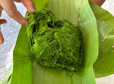 ตรวจเยี่ยม สหกรณ์ กลุ่มเกษตรกร กลุ่มอาชีพ ... พารามิเตอร์รูปภาพ 5