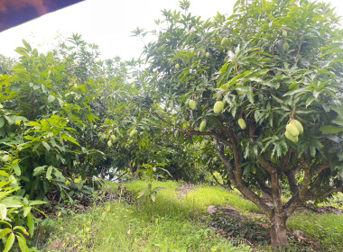 โครงการที่ดินทำกินให้ชุมชนตามนโยบายรัฐบาล (คทช.) ป่าแม่คำมี พารามิเตอร์รูปภาพ 10