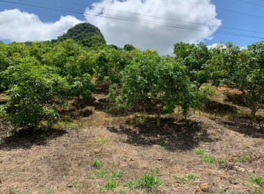โครงการที่ดินทำกินให้ชุมชนตามนโยบายรัฐบาล (คทช.) ป่าแม่คำมี พารามิเตอร์รูปภาพ 2