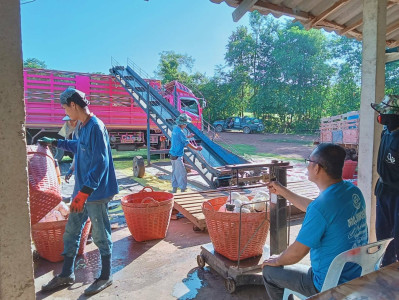 เข้าสังเกตุการณ์การรับซื้อ ขาย ยางพาราก้อนถ้วย ... พารามิเตอร์รูปภาพ 1