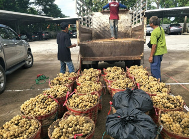 กลุ่มส่งเสริมและพัฒนาธุรกิจสหกรณ์ กระจายลองกองไทรย้อย ... พารามิเตอร์รูปภาพ 6
